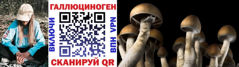 Галлюциногенные грибы Psilocybine cubensis  купить закладку  Санкт-Петербург 